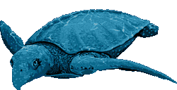 Archelon Ischyros